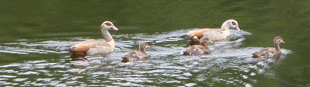 jonge eendjes