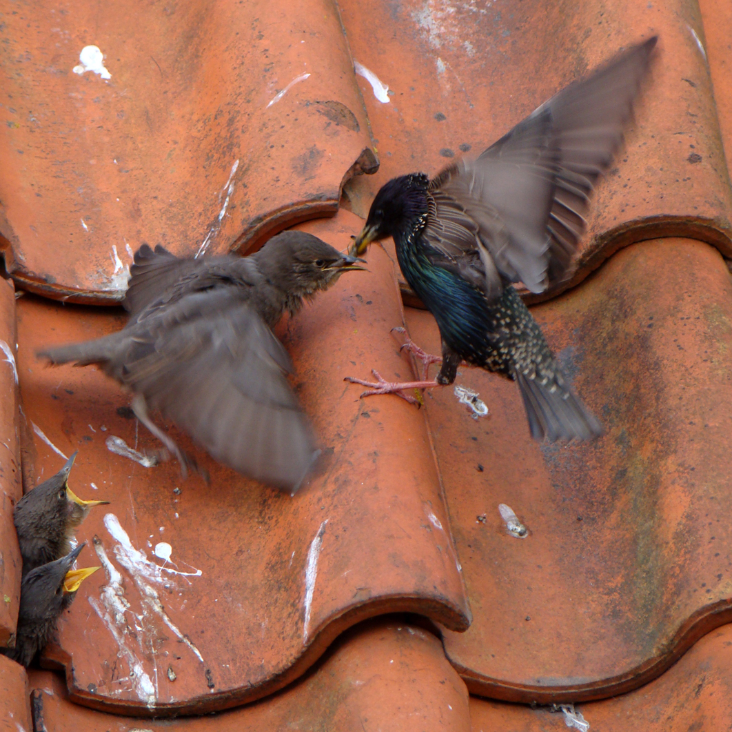 'wij hebben ook honger!'