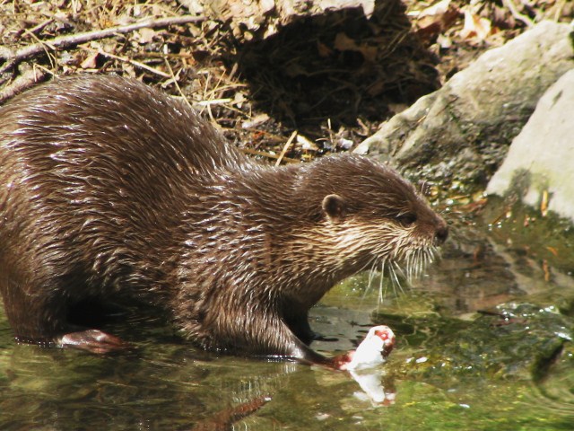 otter