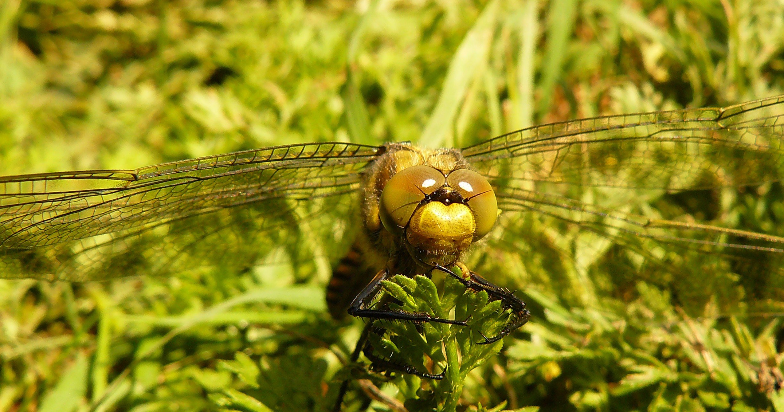vooraanzicht libellula