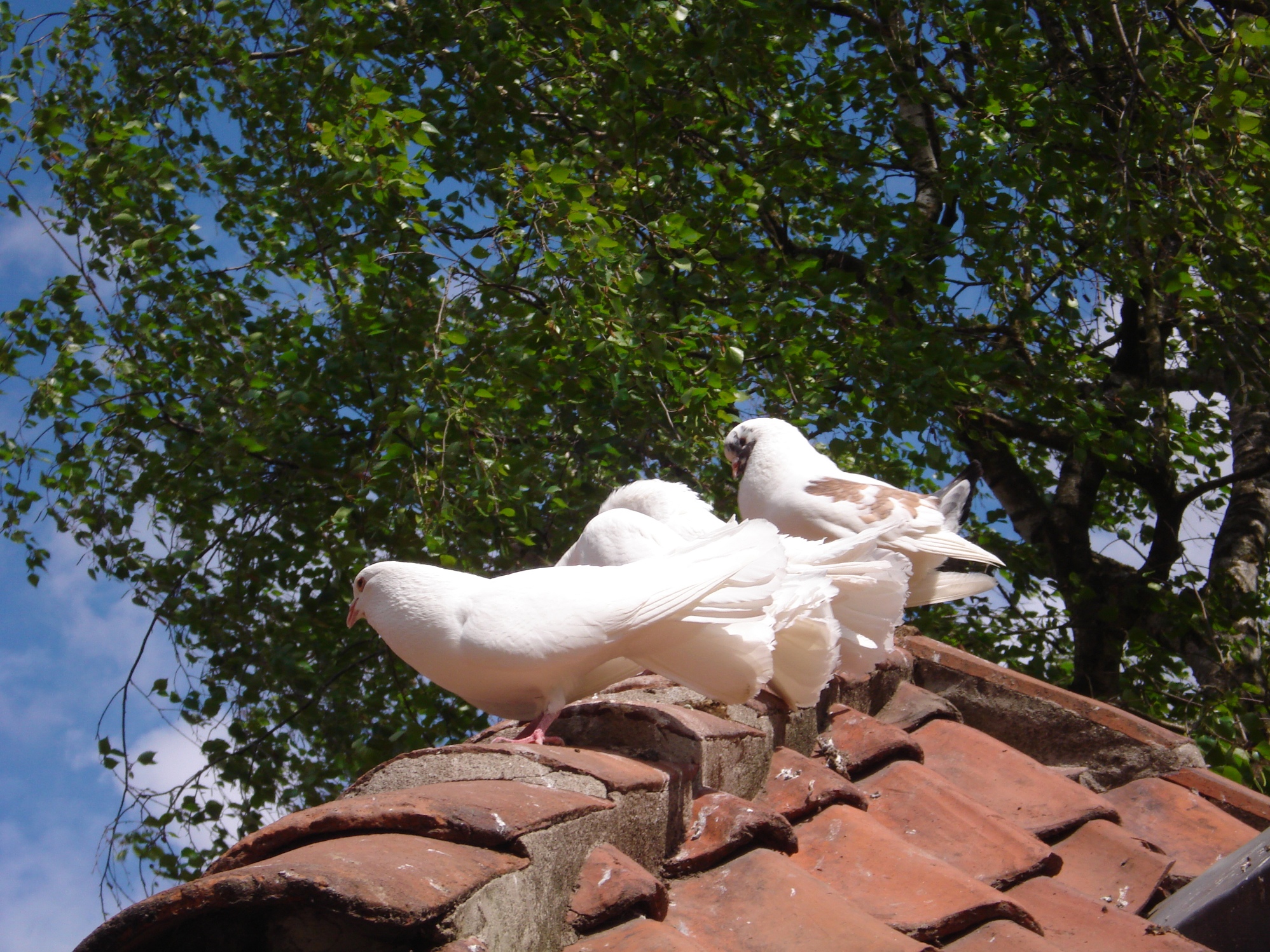 4 duifjes op een rij