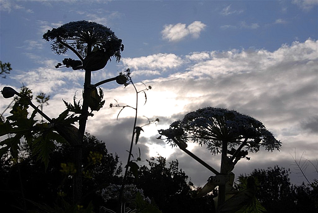 Reuzenberenklauw in avondtegenlicht.