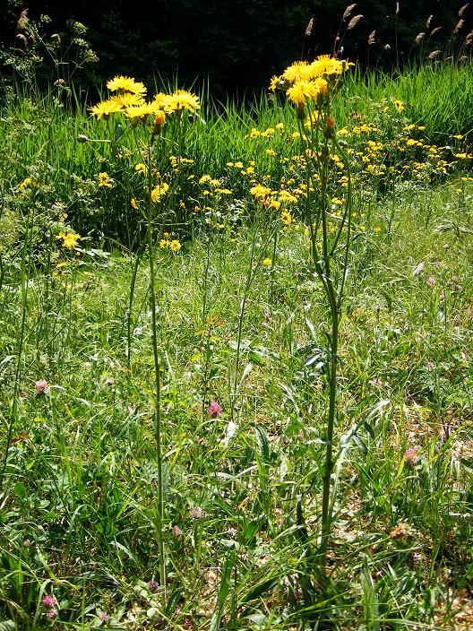 paardebloemen