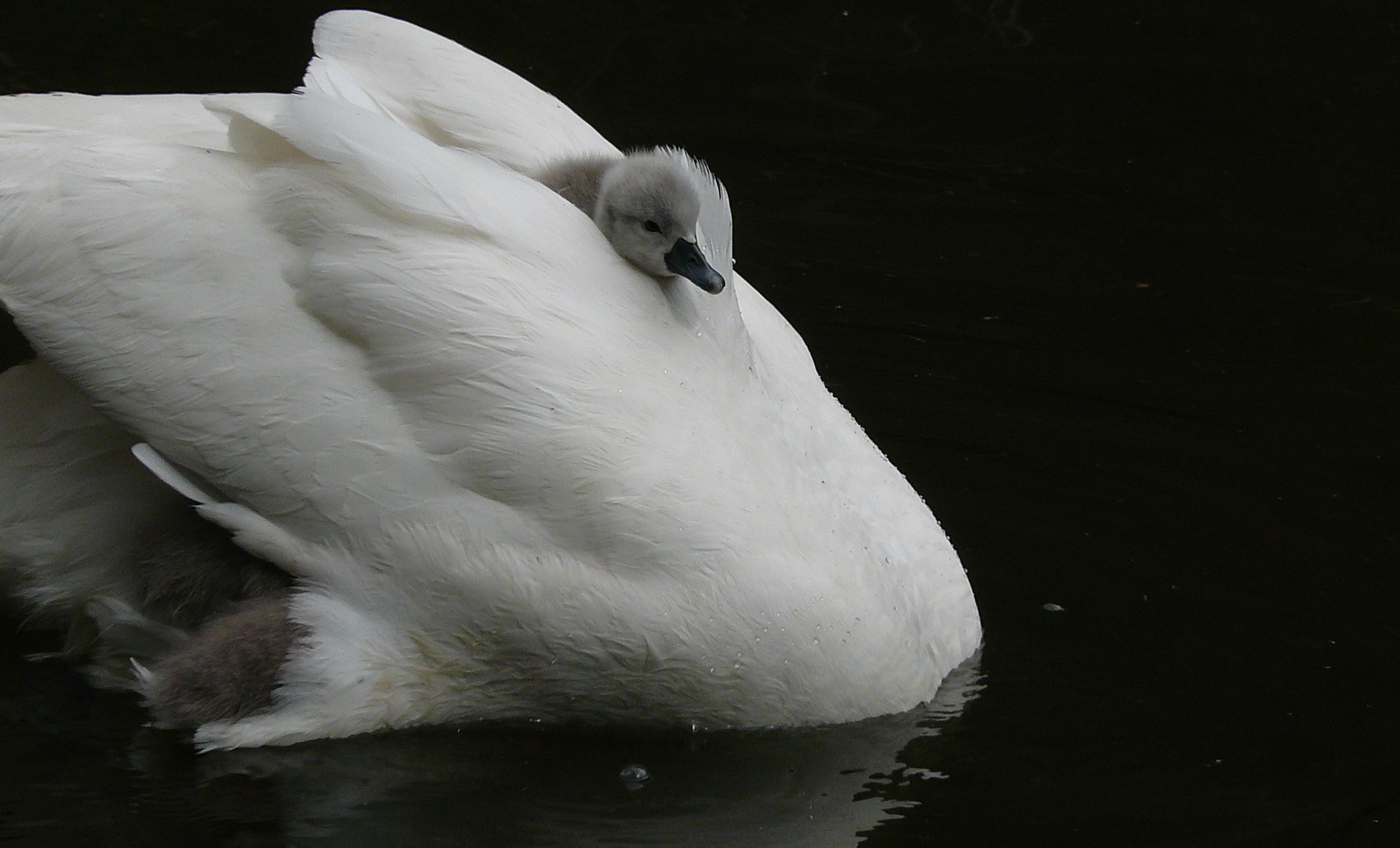 vervolg serie knobbelzwaan; moederzwaan duikt even onder