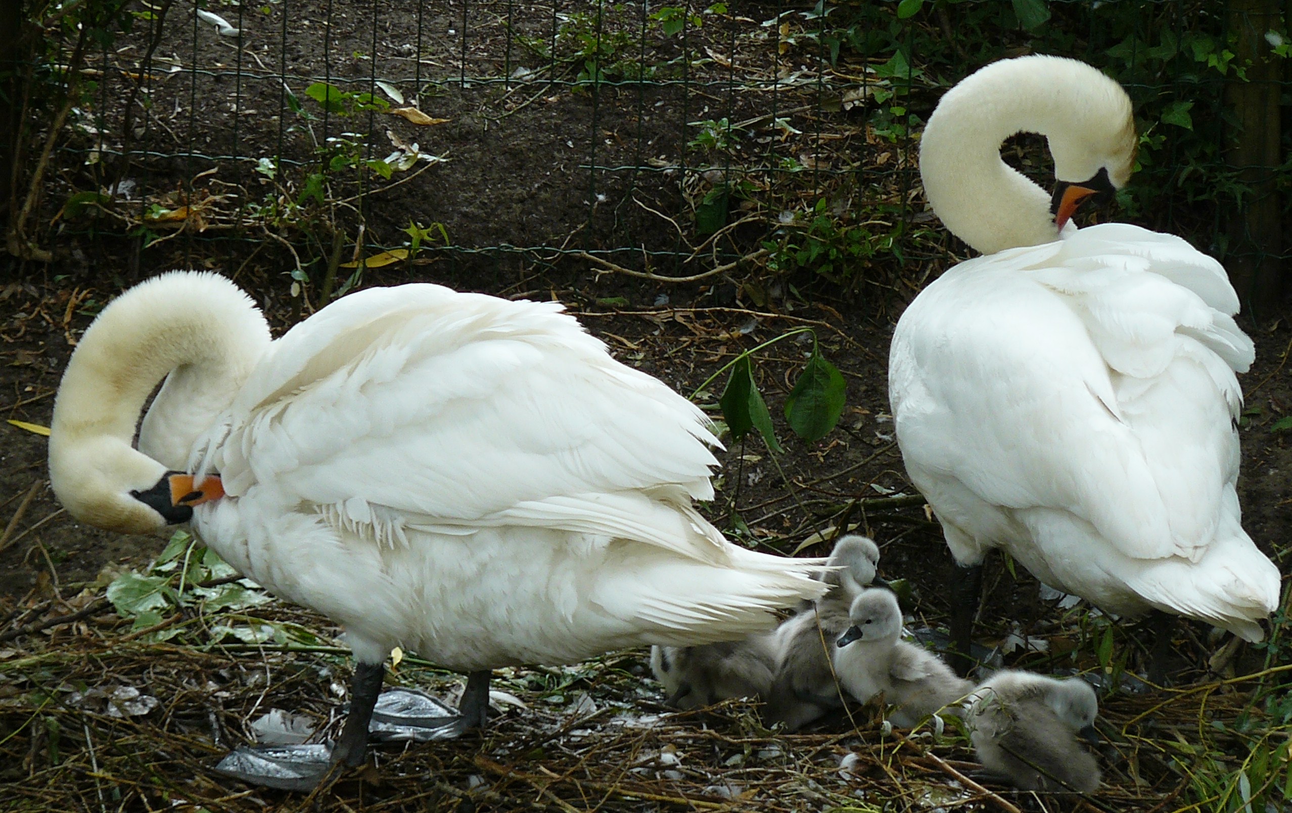 les krijgen in.......