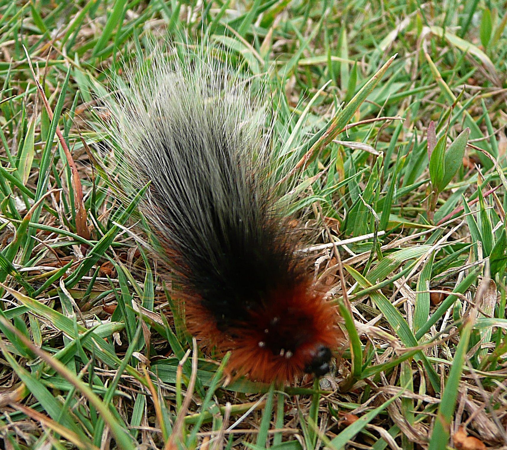 Rups van de grote beervlinder