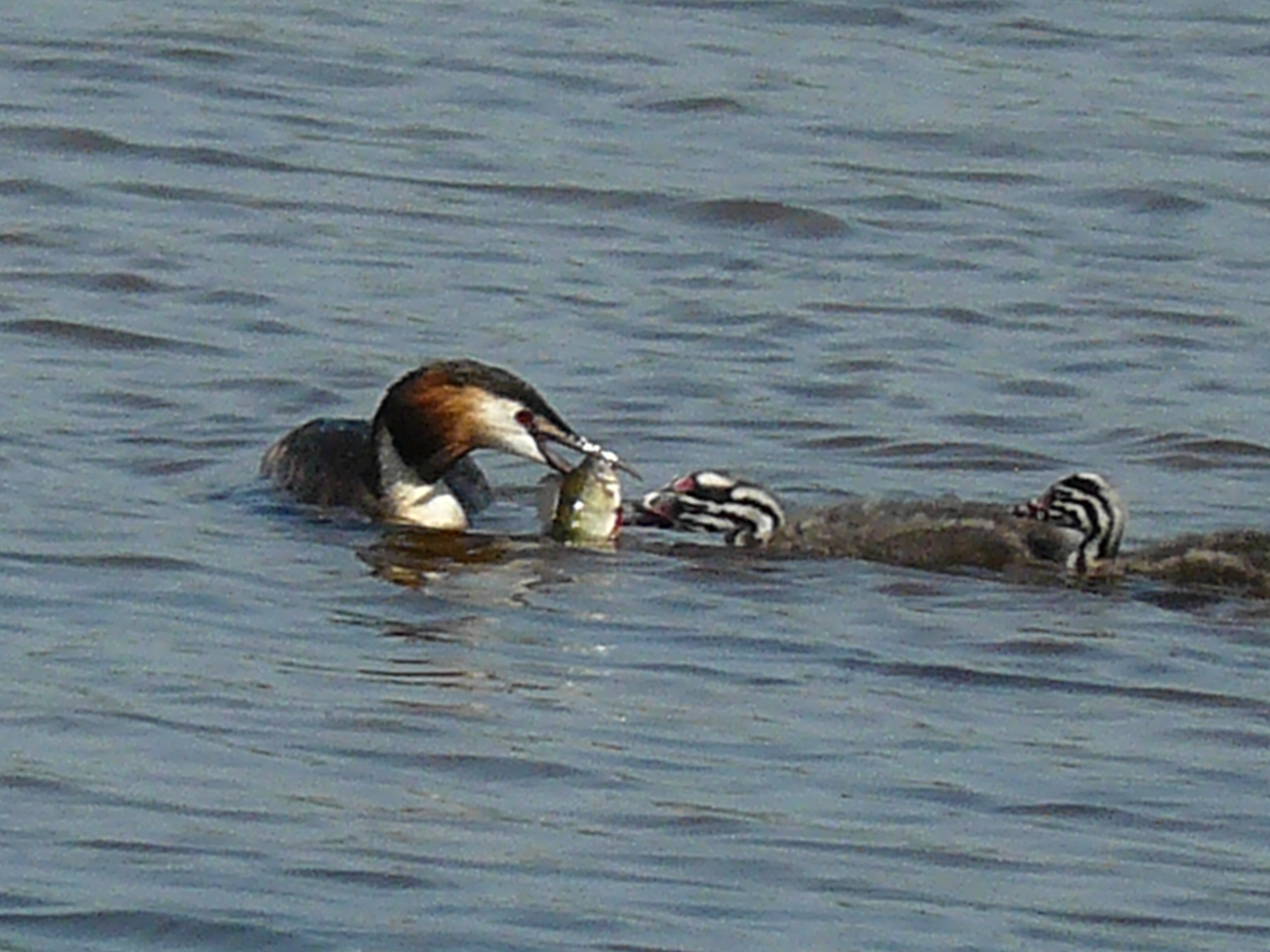 kom je maaltje maar halen