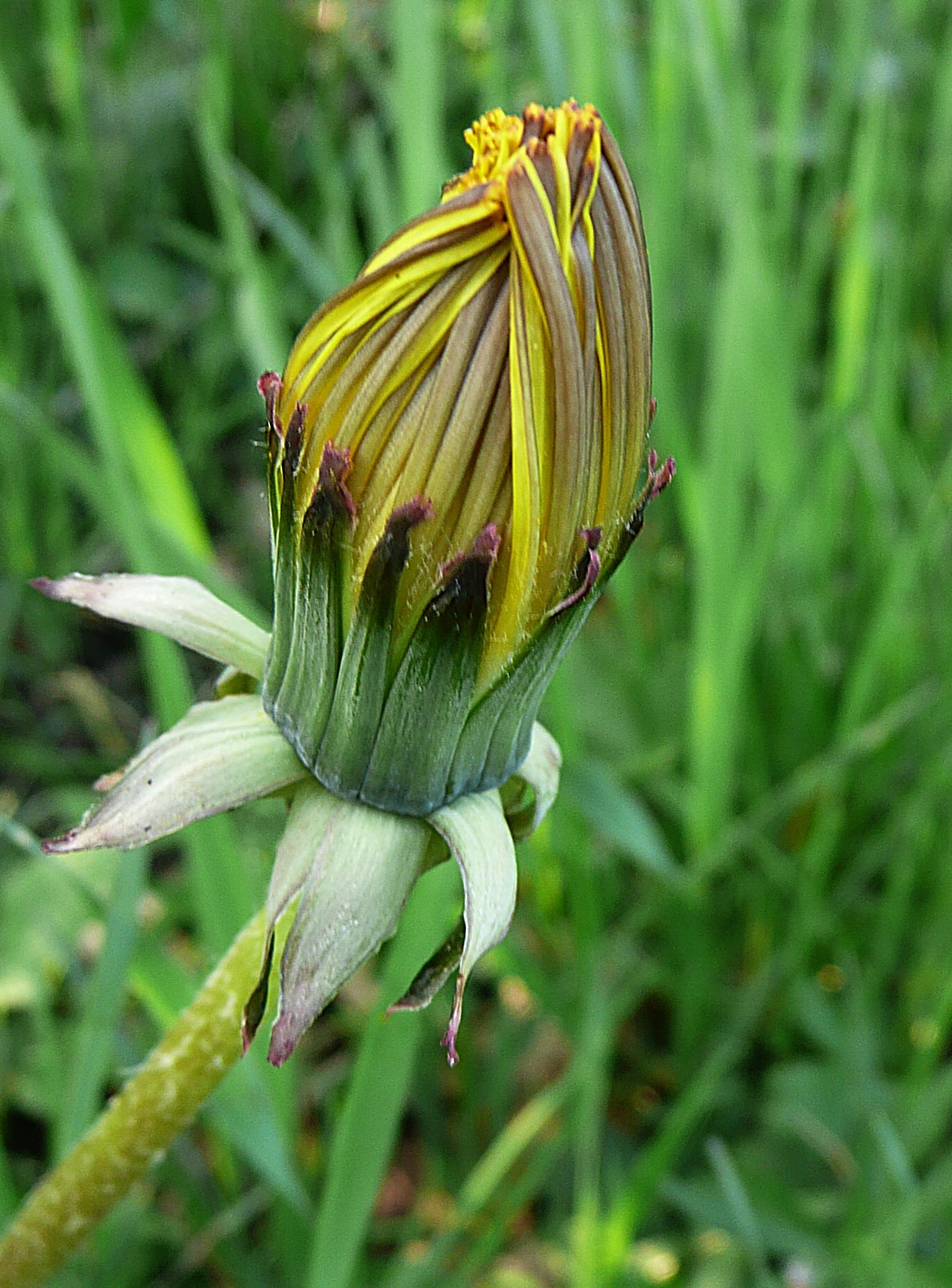 Paardenbloem in de knop