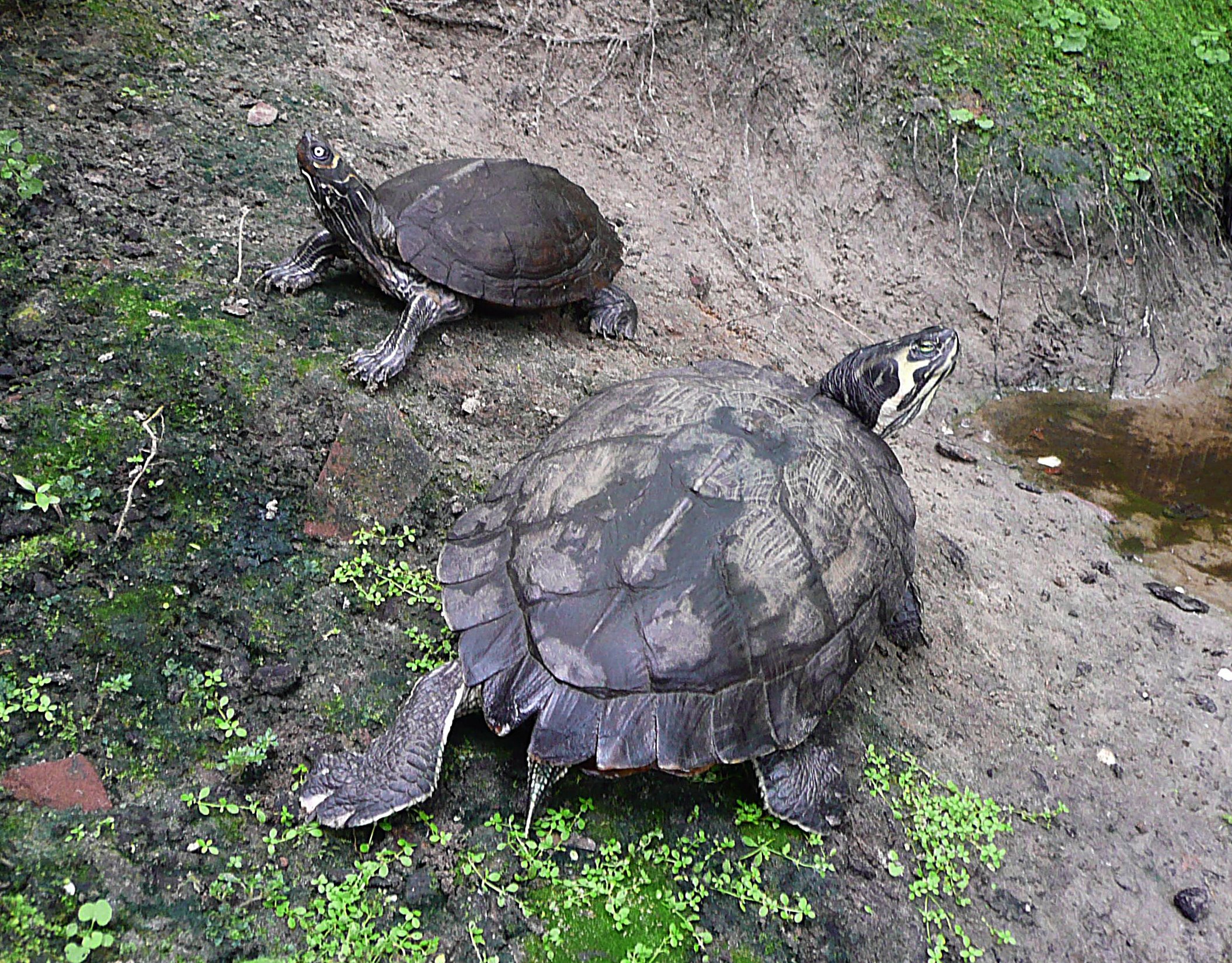 Geelwangschildpadden