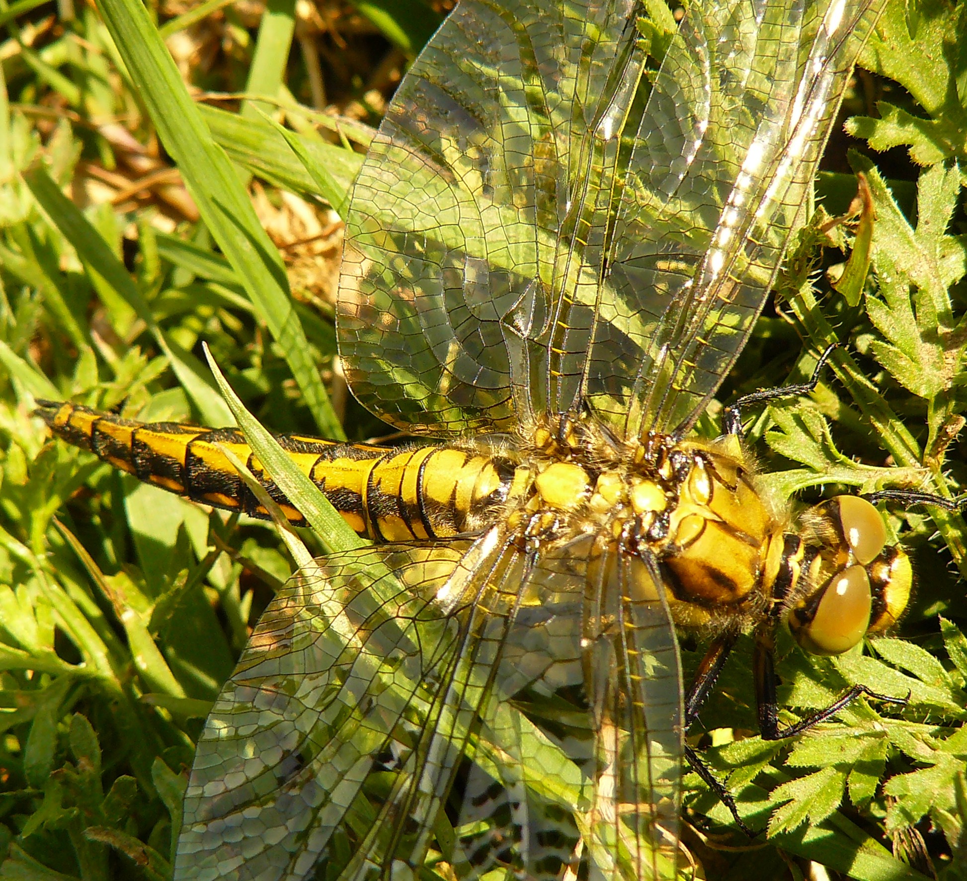 libellula