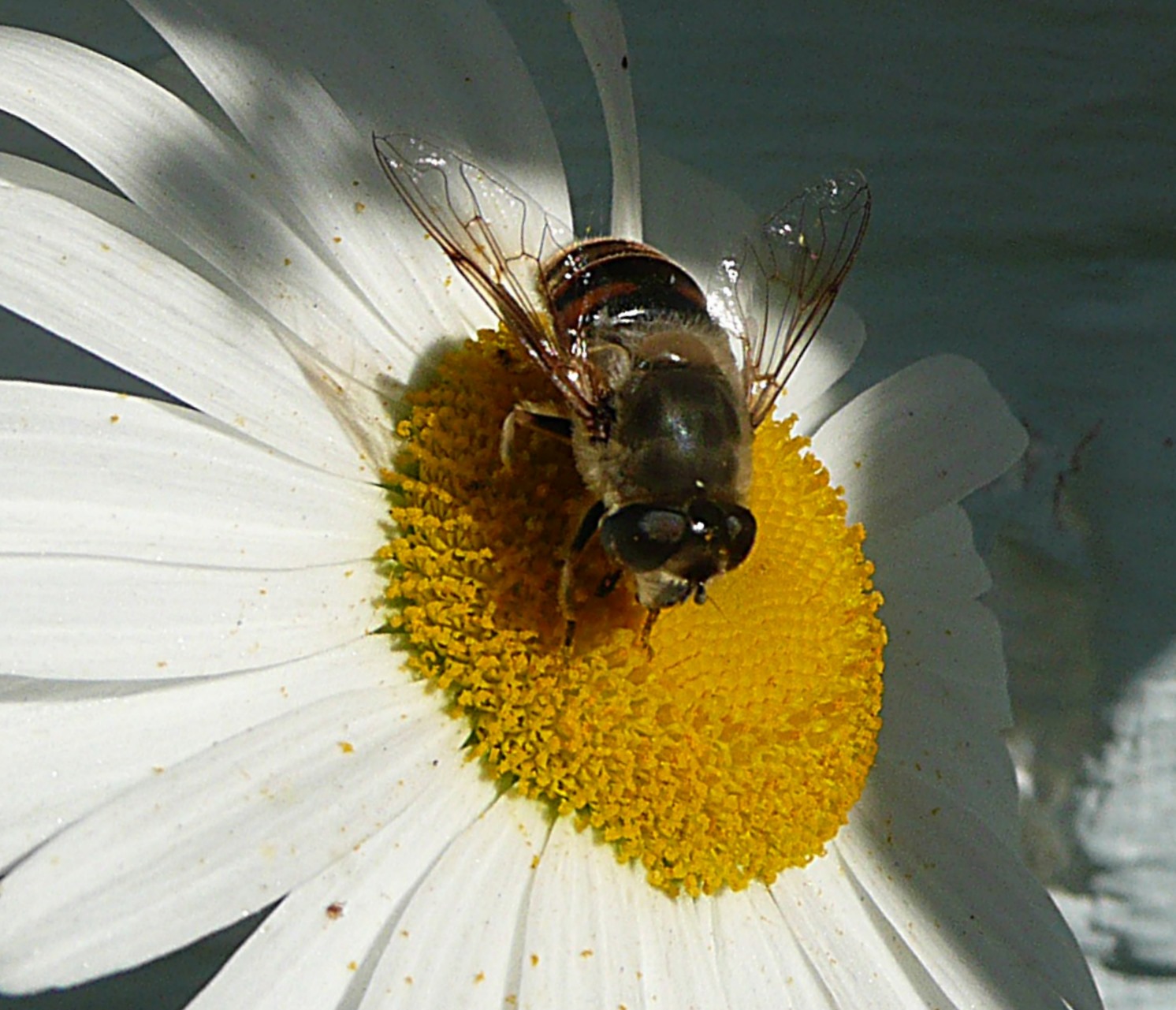 Zweefvlieg op Margriet
