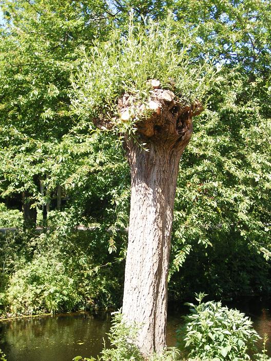 knotwilg