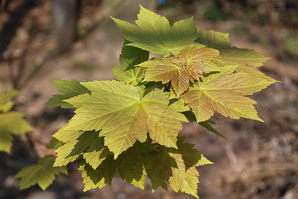 Jonge Esdoornbladeren.