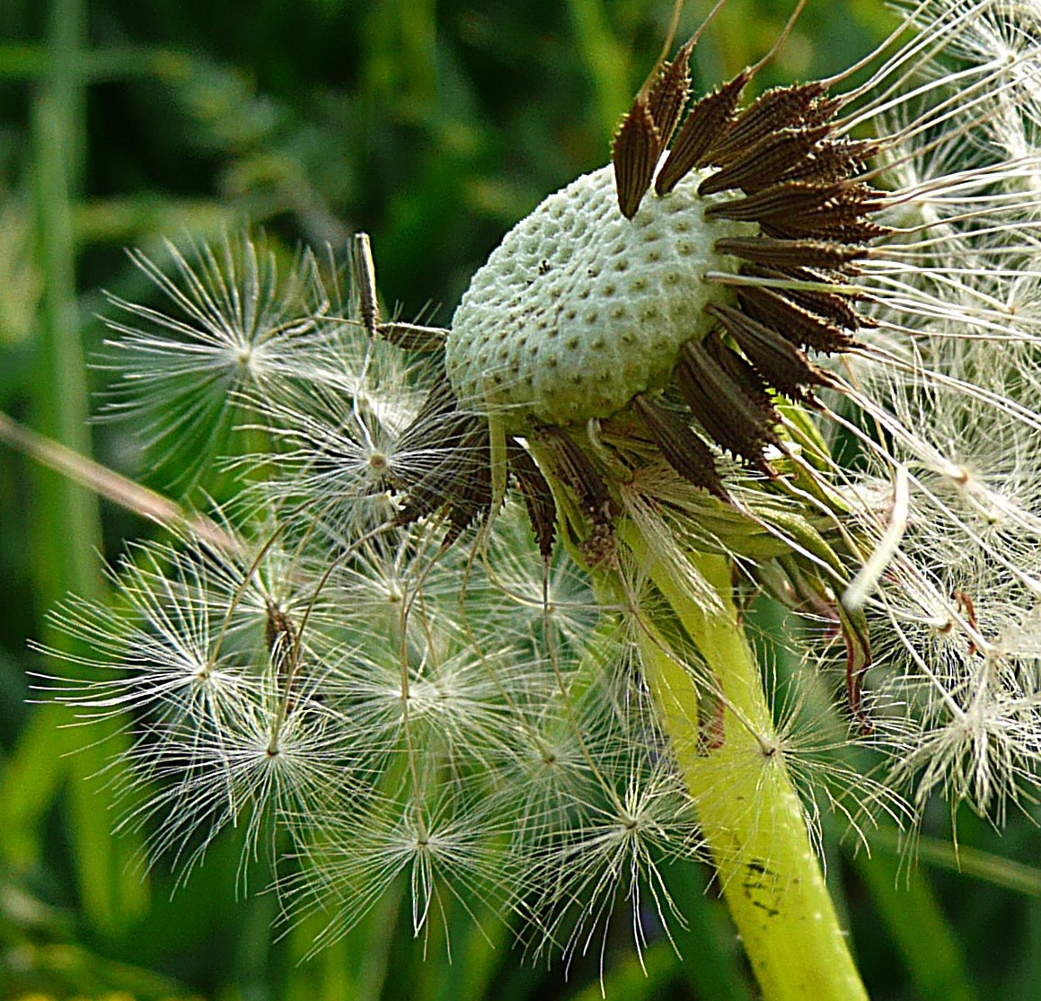 Paardenbloempluis in de wind