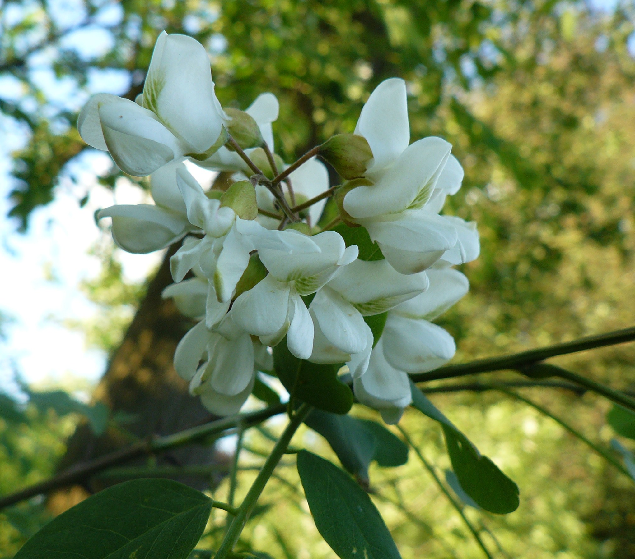 ROBINIA PSEUDOACACIA