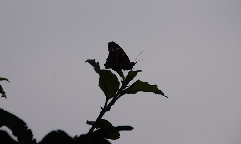 Distelvlinder in Perenboom.