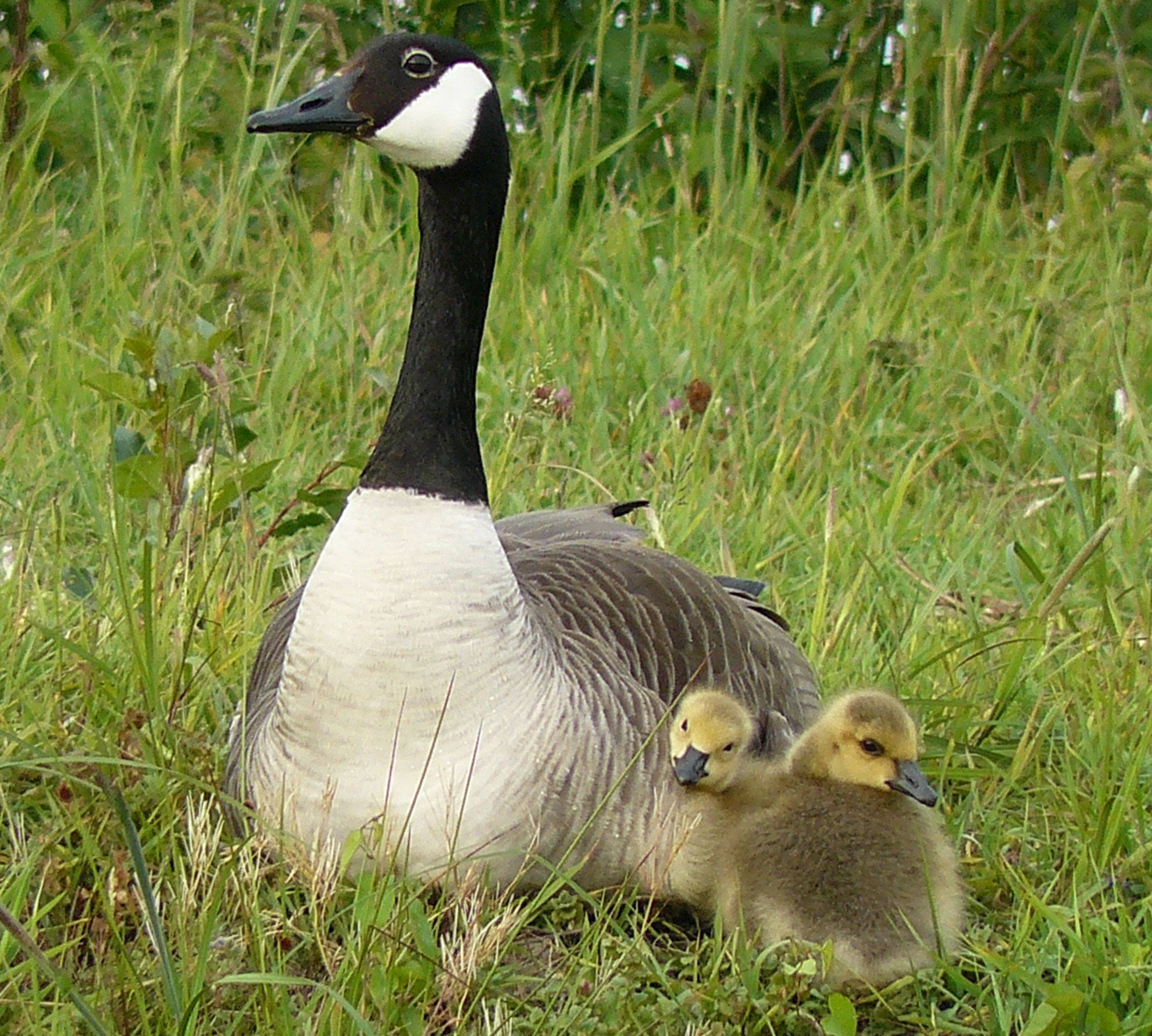 brandgans met jongen