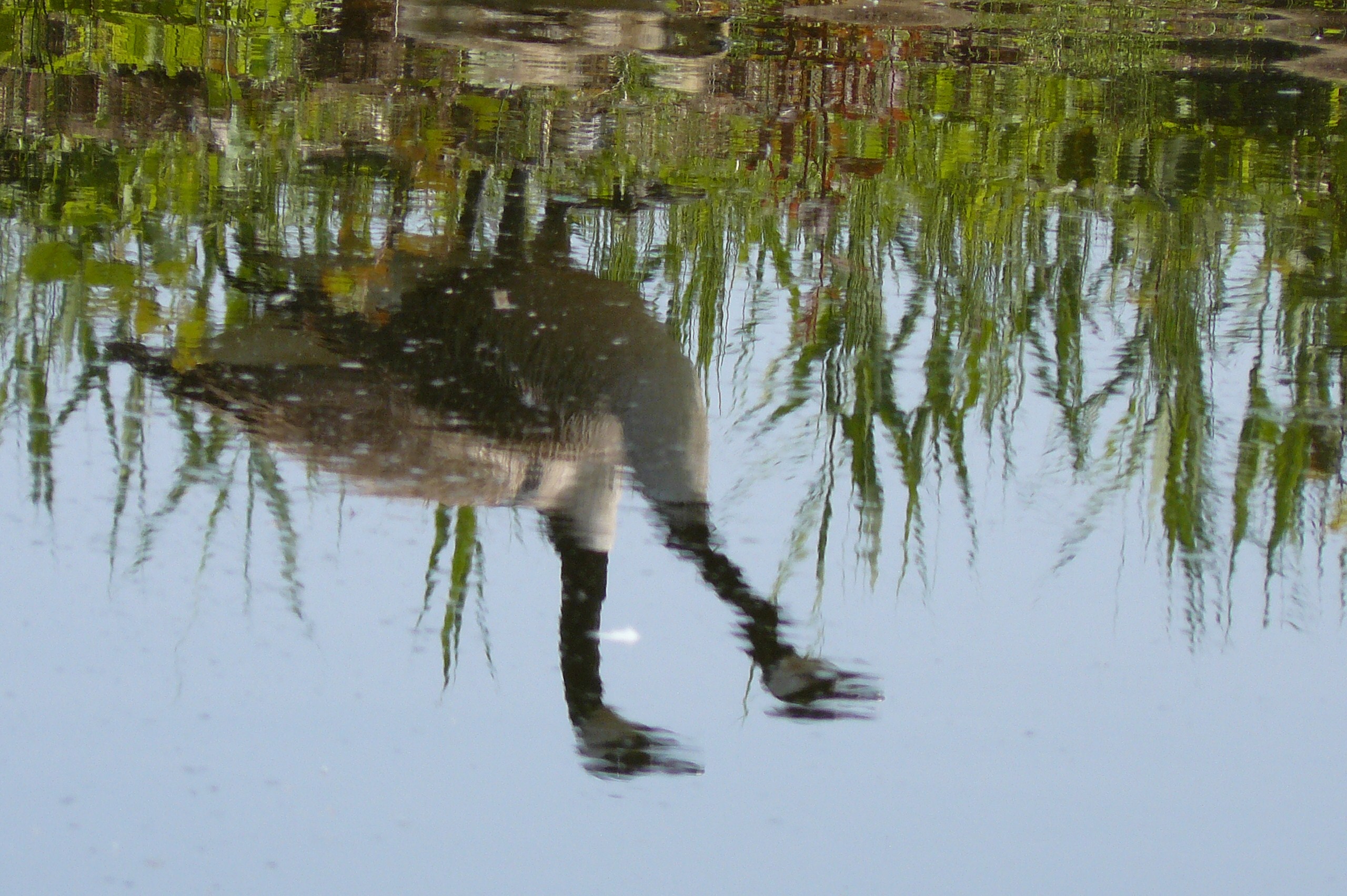 omgekeerde wereld opname