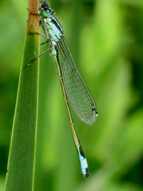 Eerste Waterjuffer in Mei