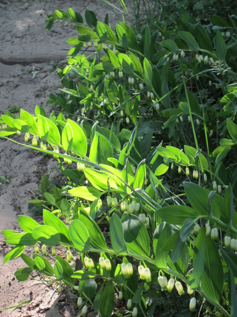 Schoonheid van de late zon