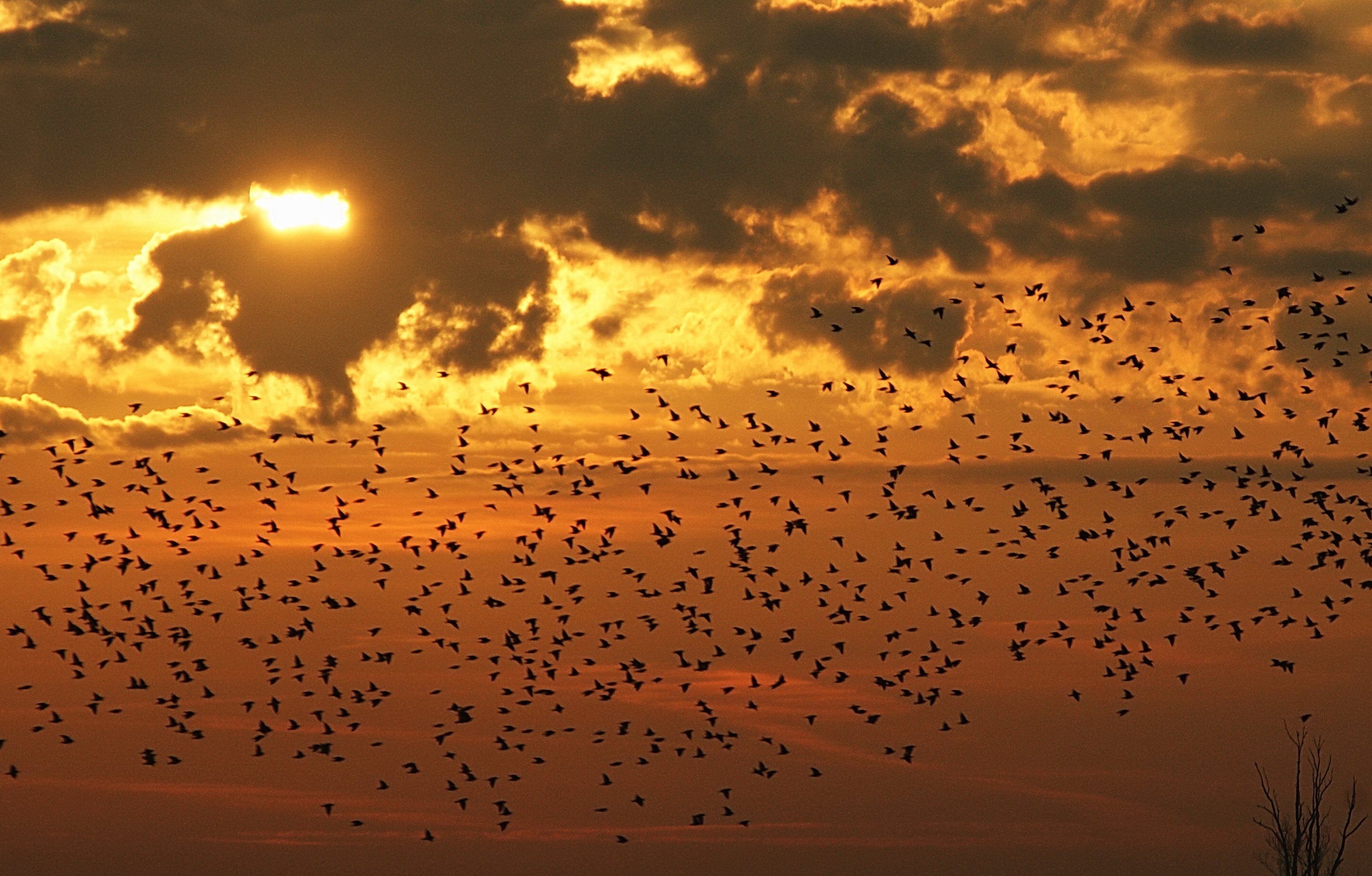Vogeltrek bij Zonsopgang