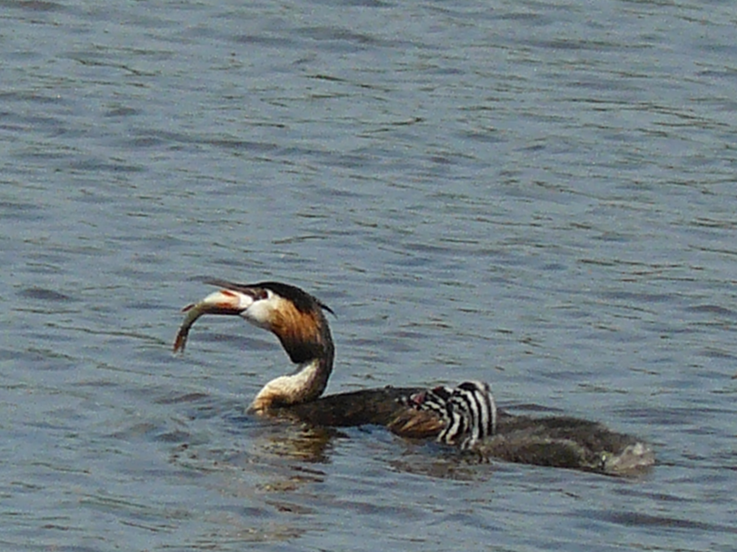 welverdiende maal na gedane arbeid
