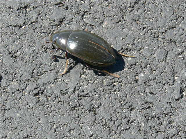 Grote spinnende watertor