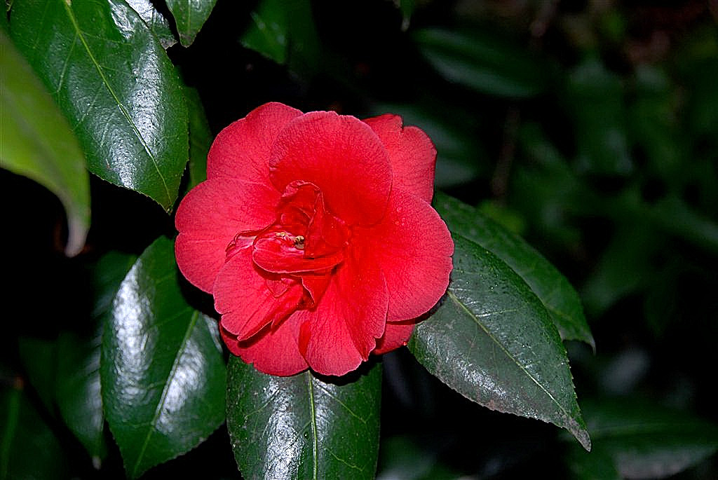Camelia