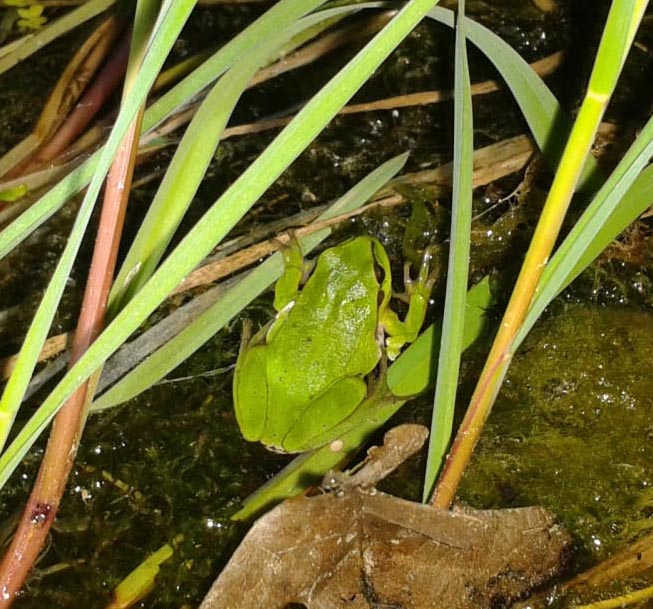 paringsroep boomkikker