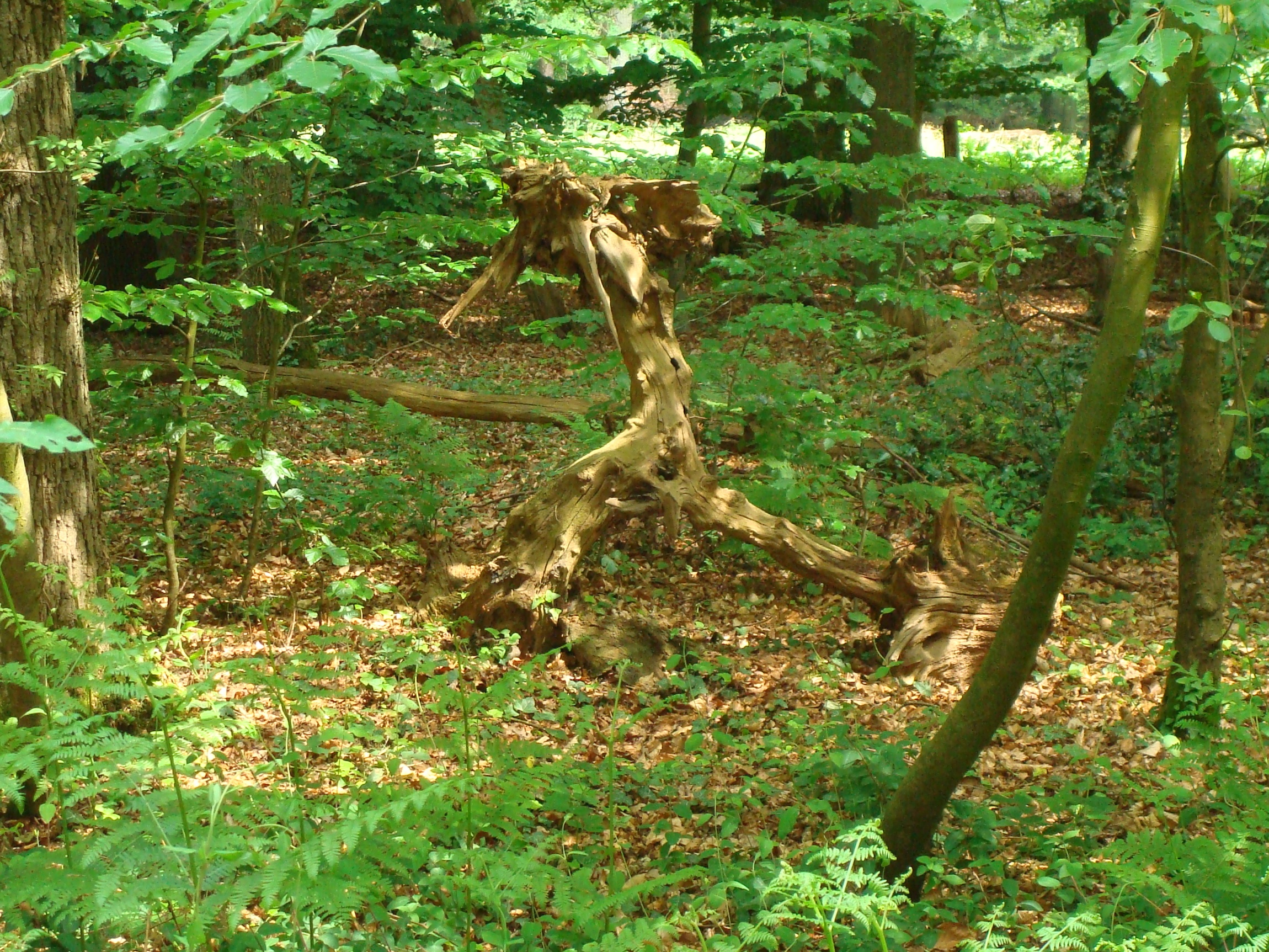 Wandelende boomstronk