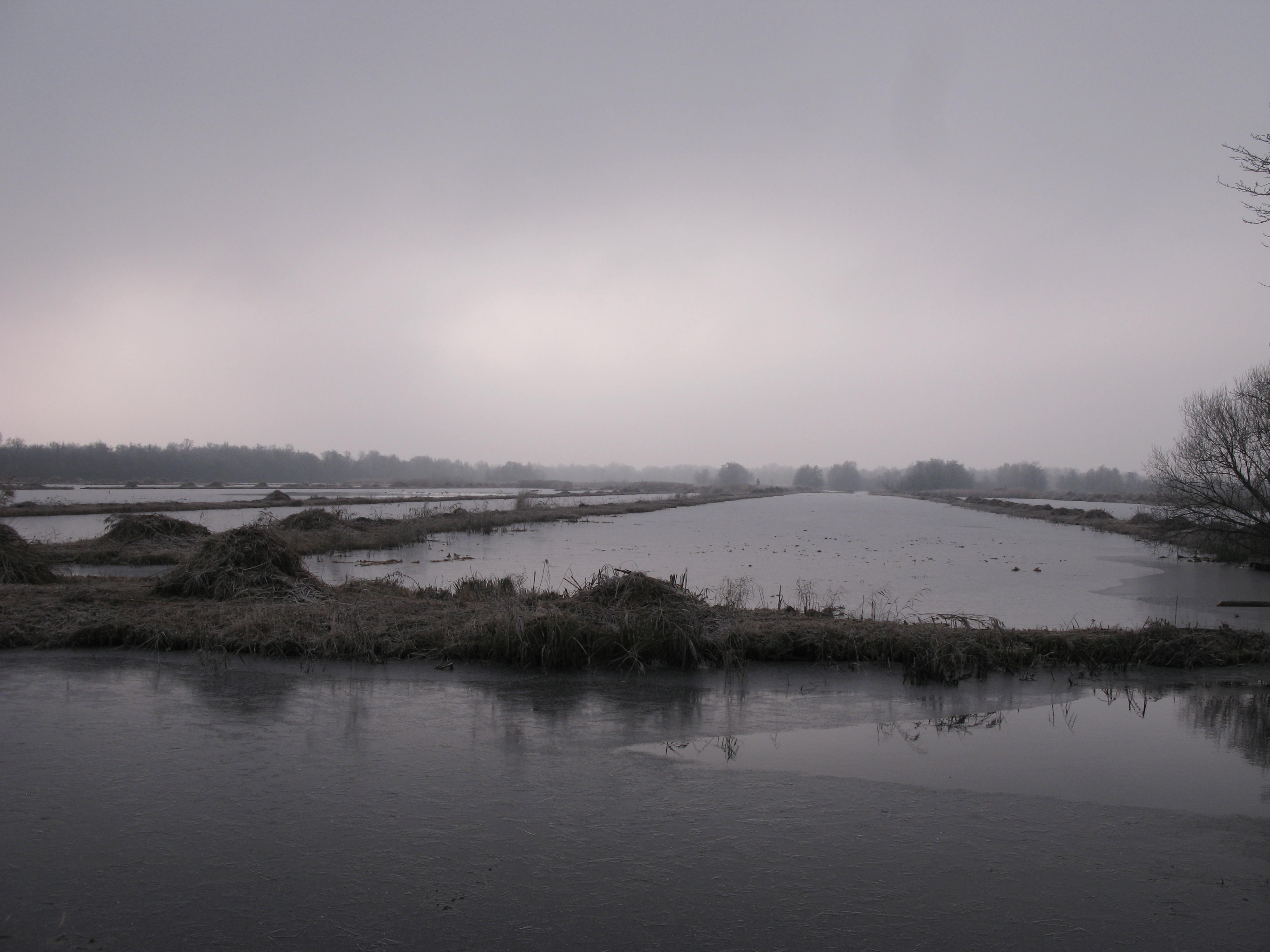 vorst in de Weerribben