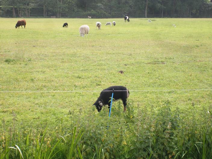 zwart schaap