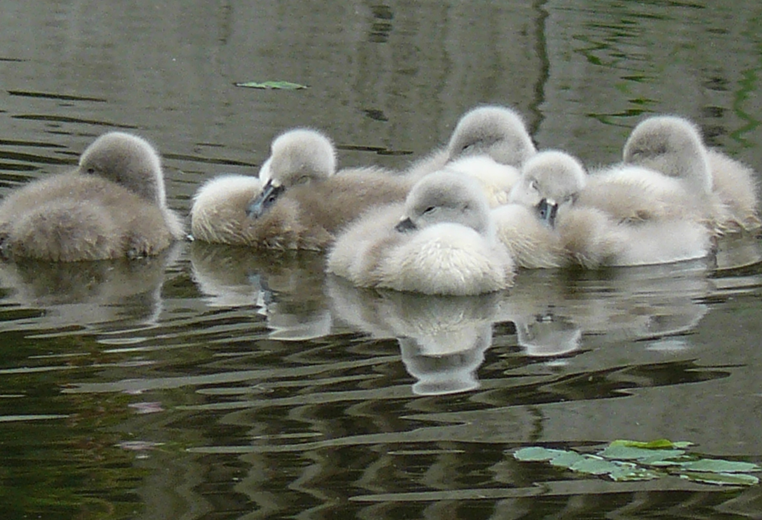 middag dutje op groot waterbedl