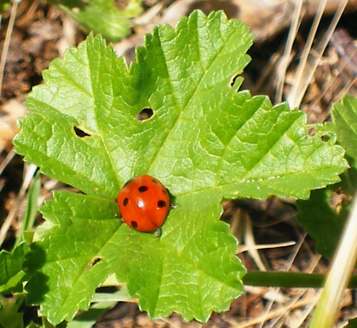 lieveheersbeestje