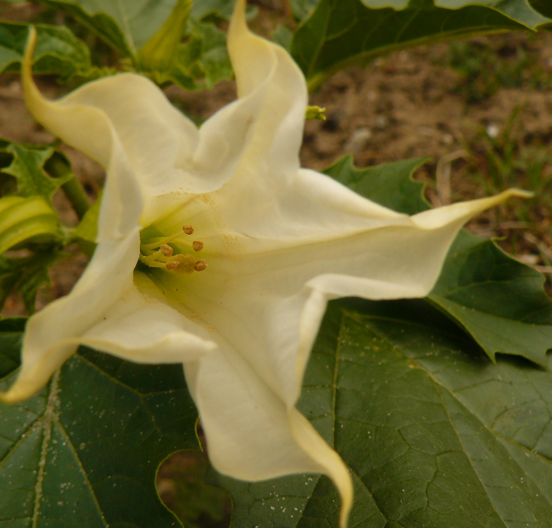 datura /engelentrompet