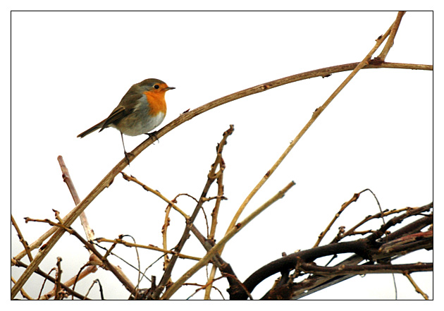 Roodborst