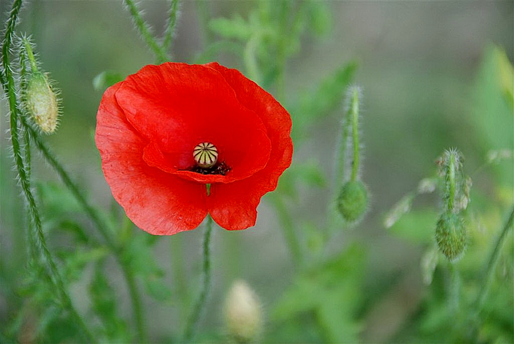 Mooi rood is niet lelijk.