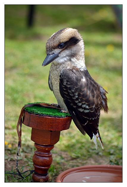 Kookaburra