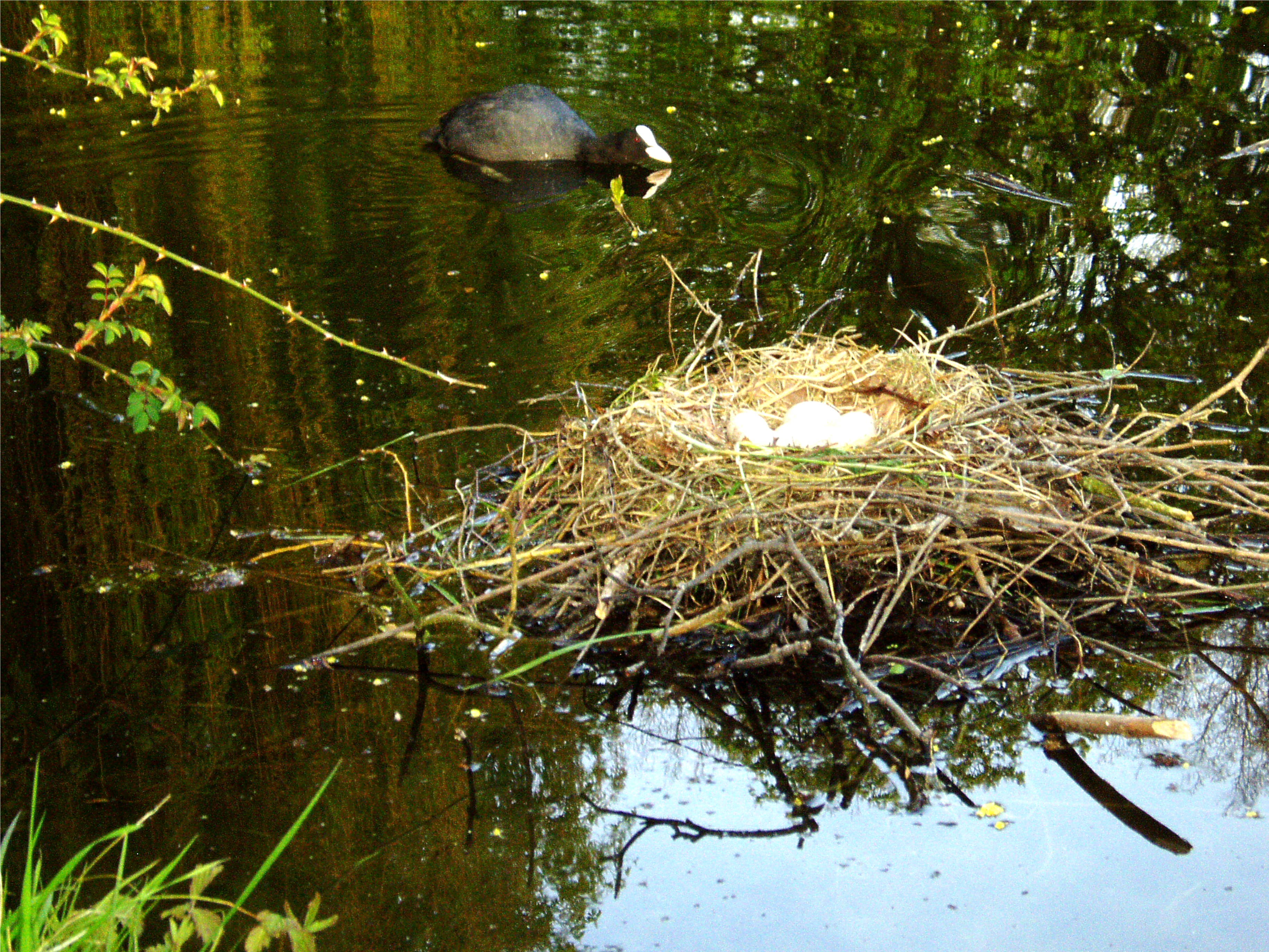 kasteel park de haar