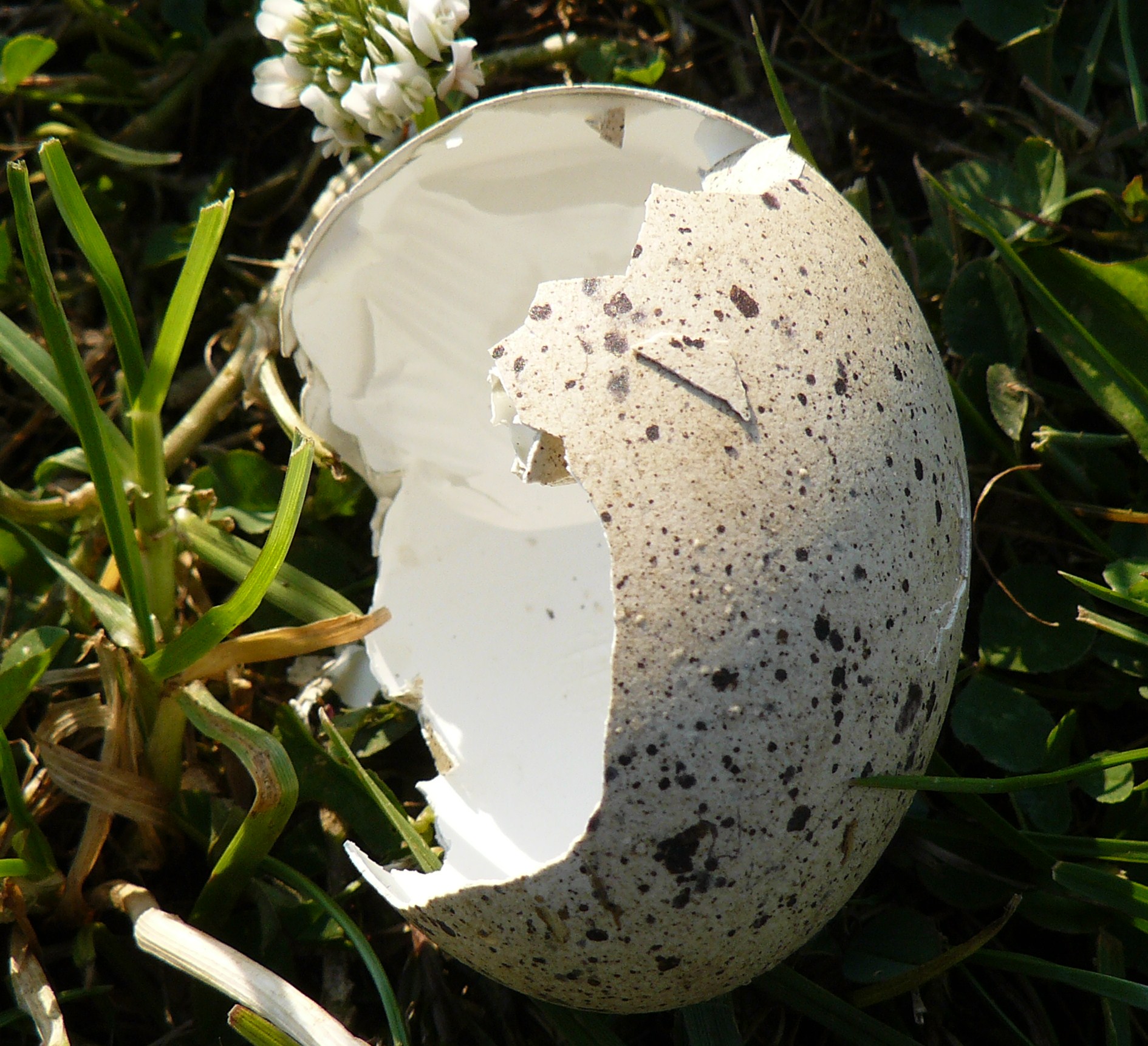 niet uitgekomen, jammer