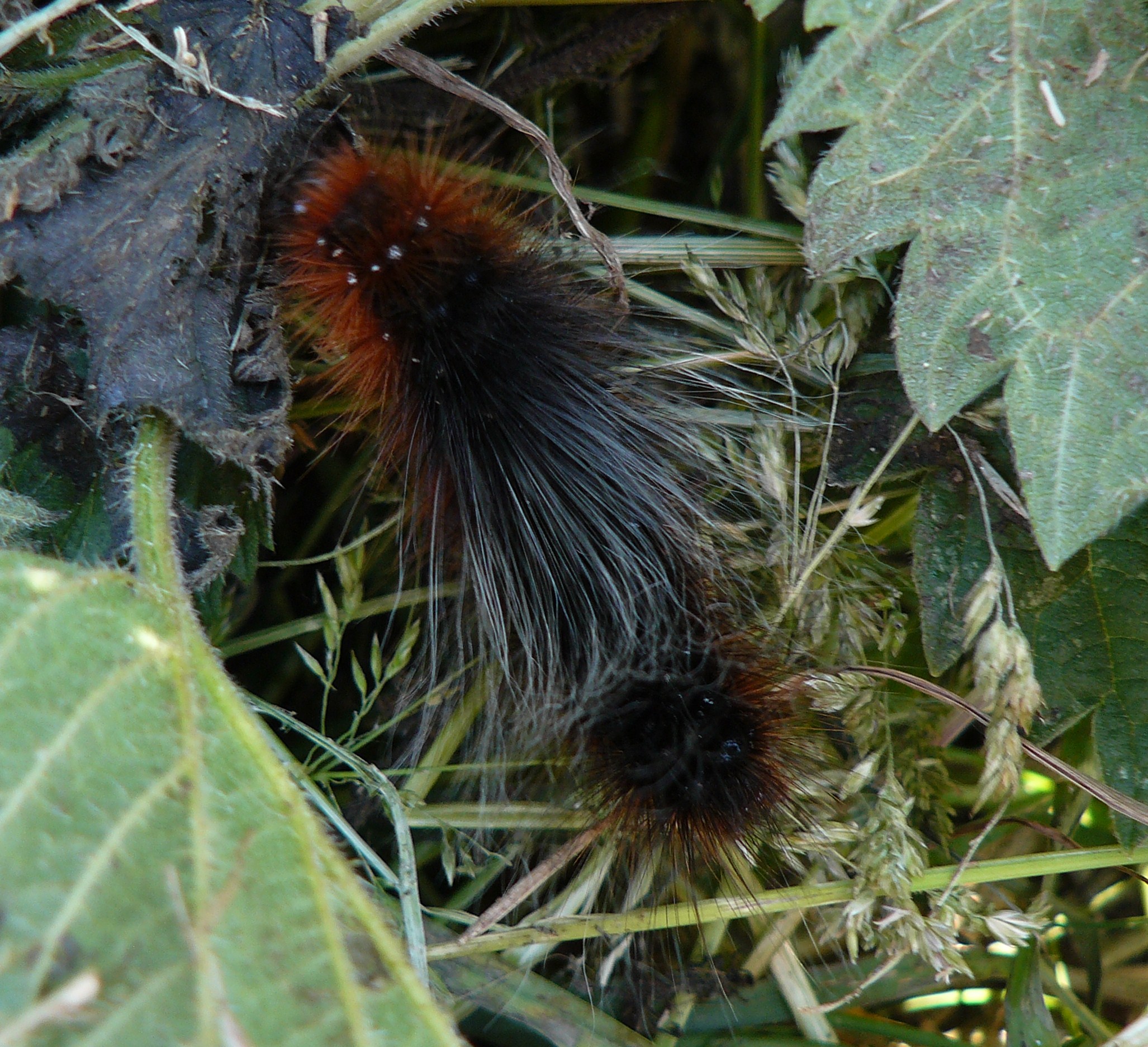 rups grote beervlinder /arctia caja