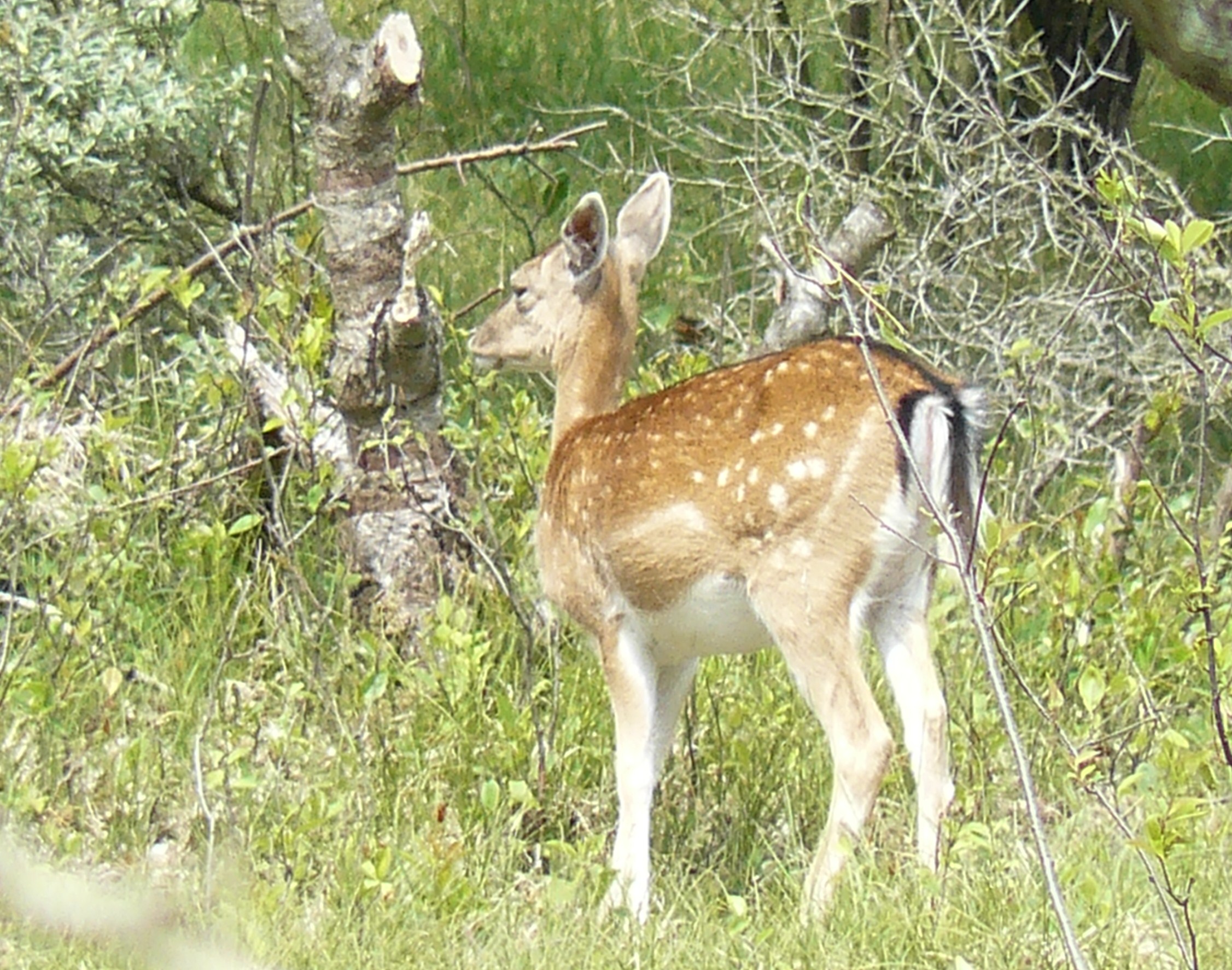 natuurlijke habitat van damhert