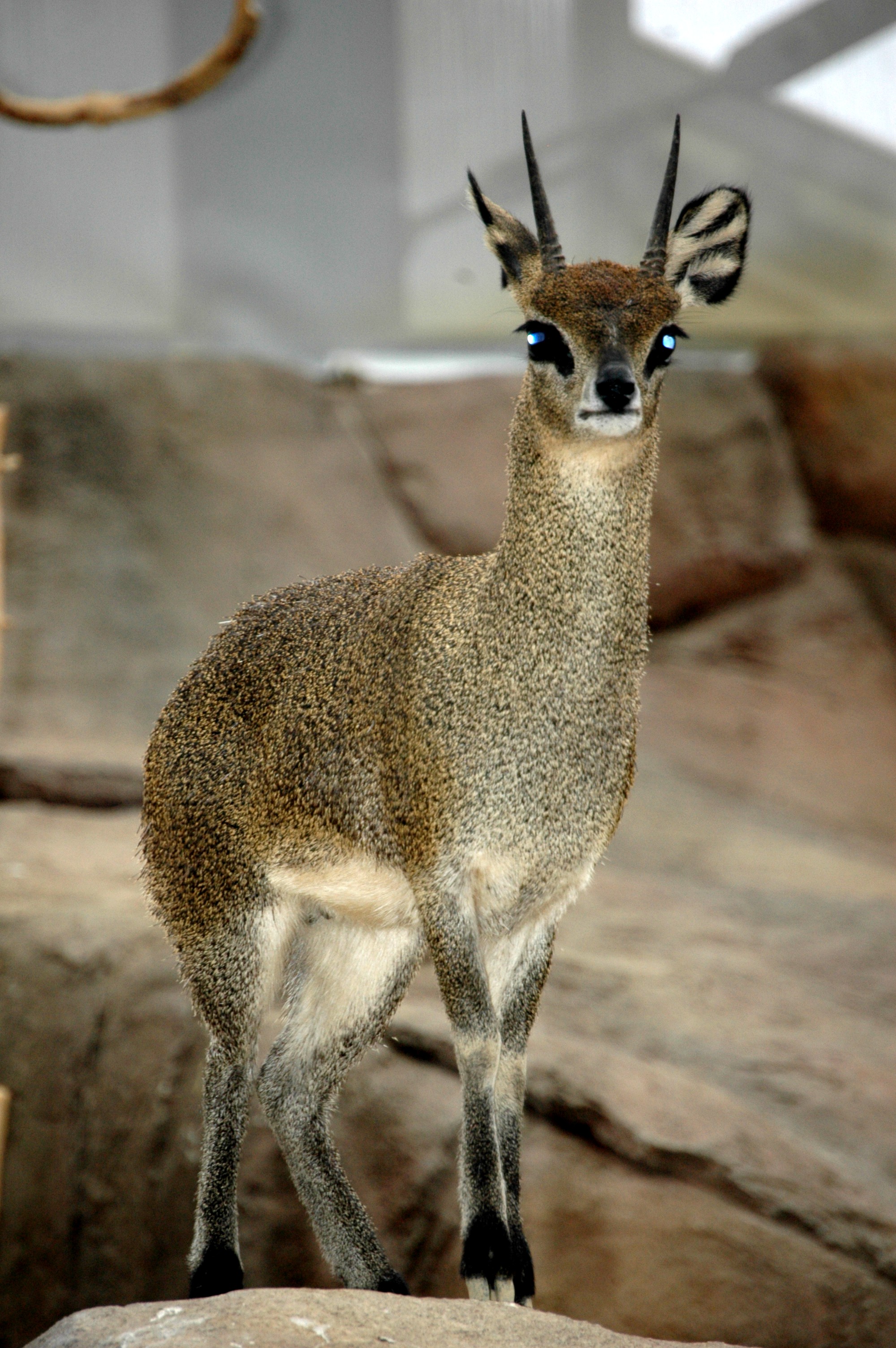 Klipspringer