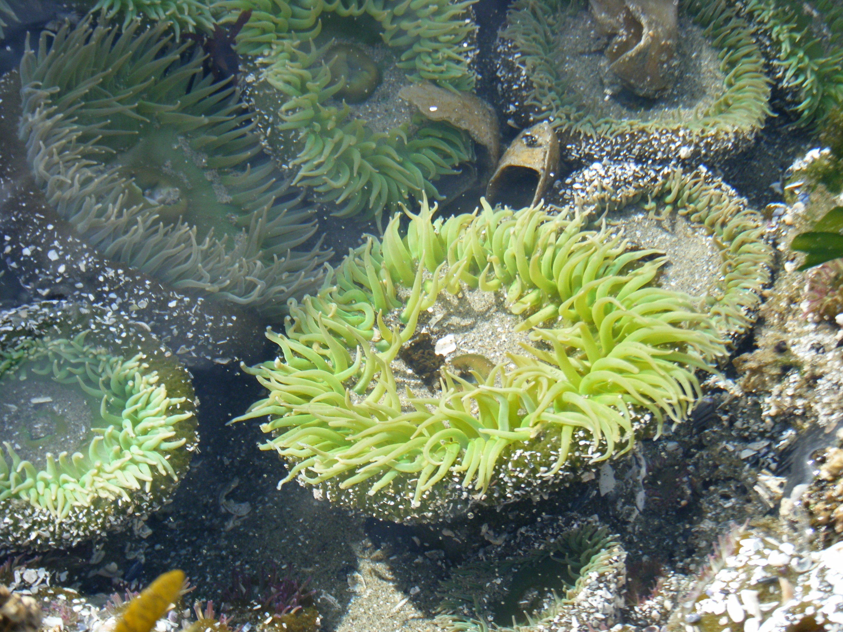 zee-anemonen