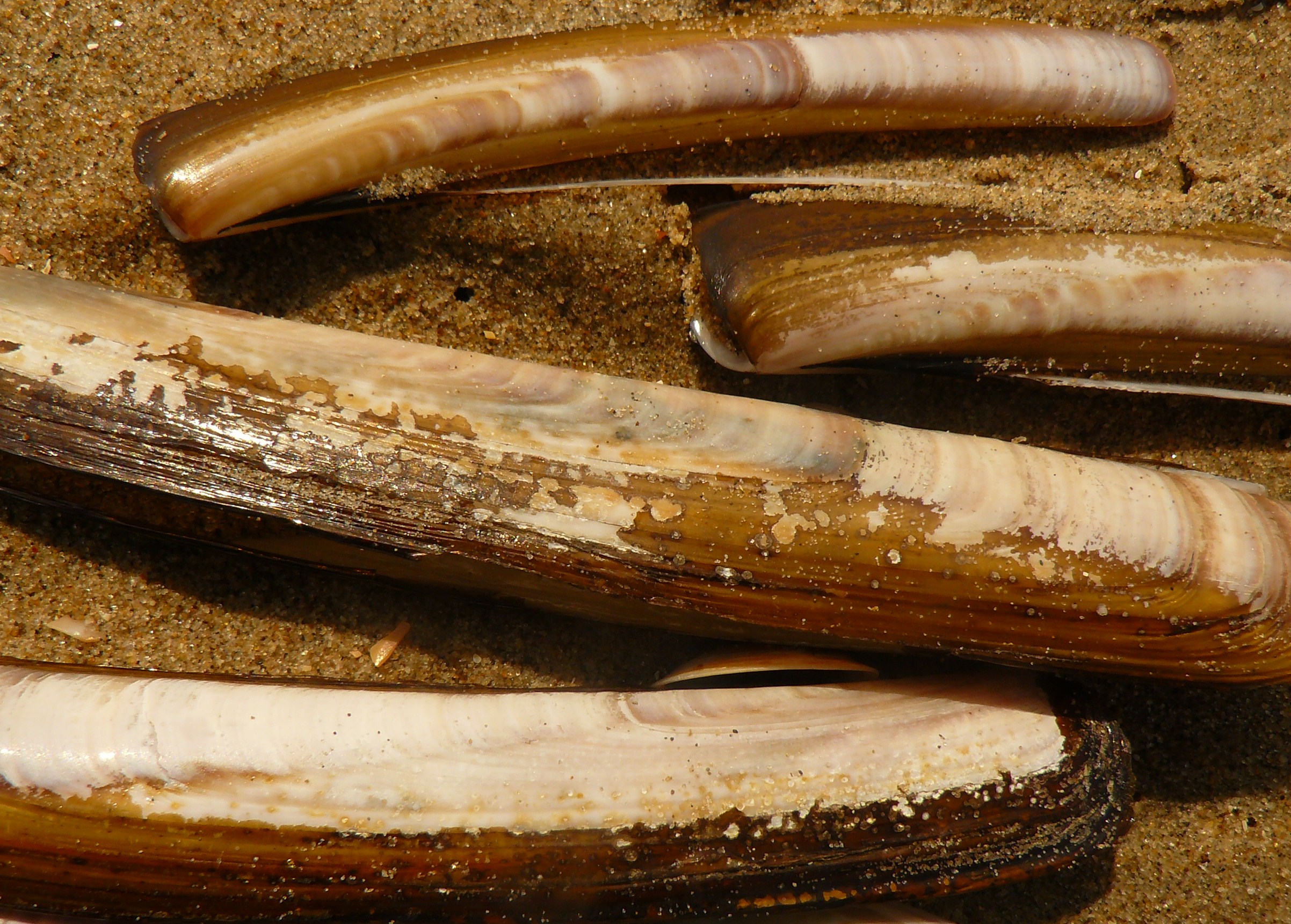 amerikaanse zwaardschede