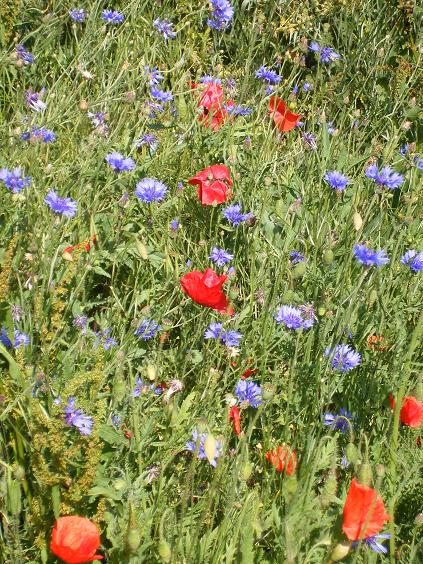 veld vol bloemen
