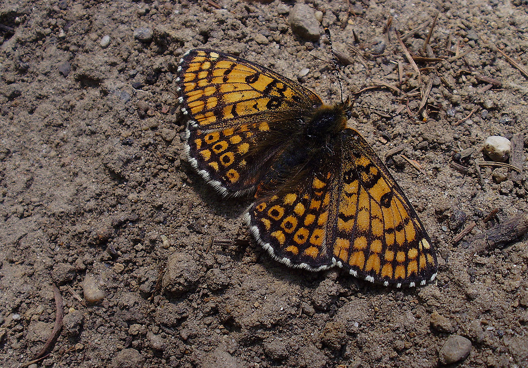 Veldparelmoervlinder