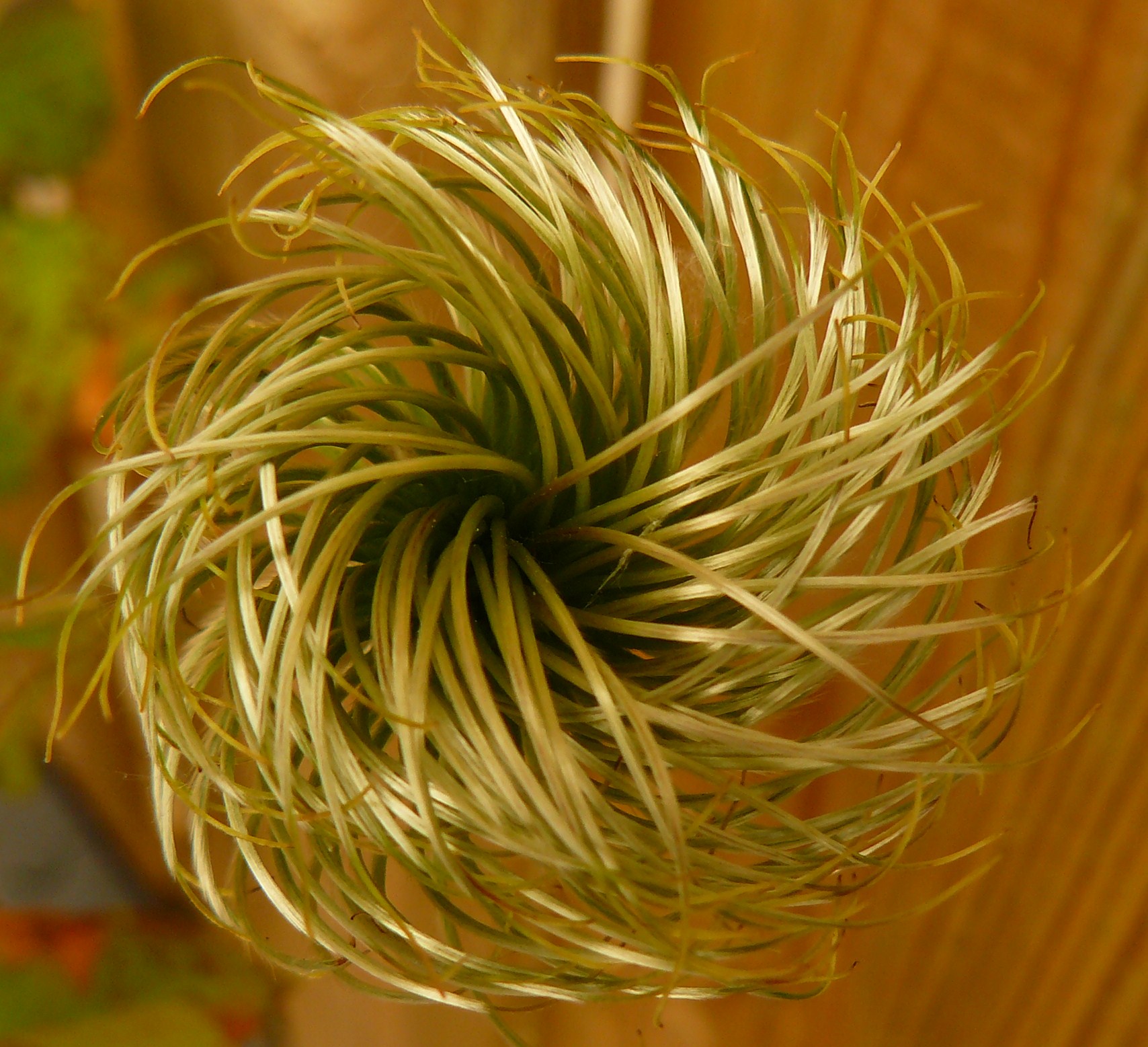 eens een prachtige paarse bloem v een clematis; jackmanii