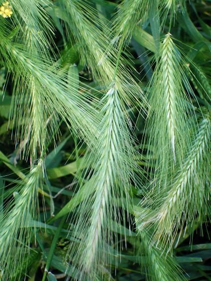 gras