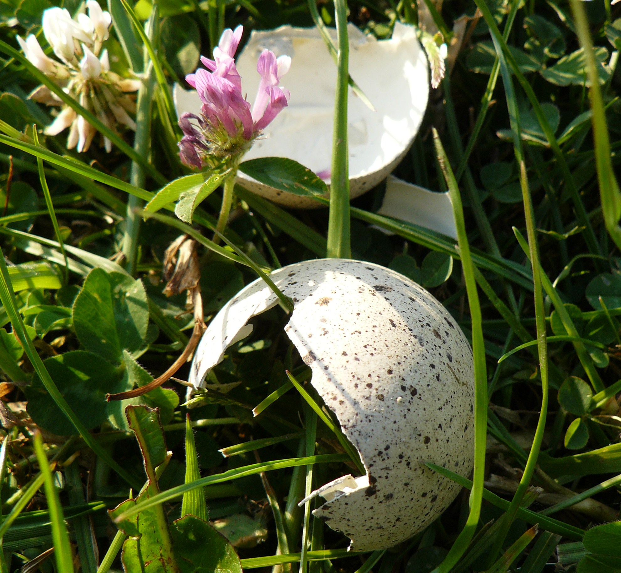 serie niet uitgekomen eieren